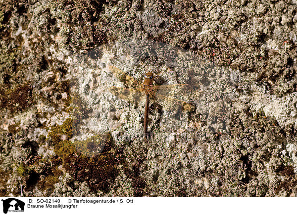 Braune Mosaikjungfer / migrant hawker / SO-02140